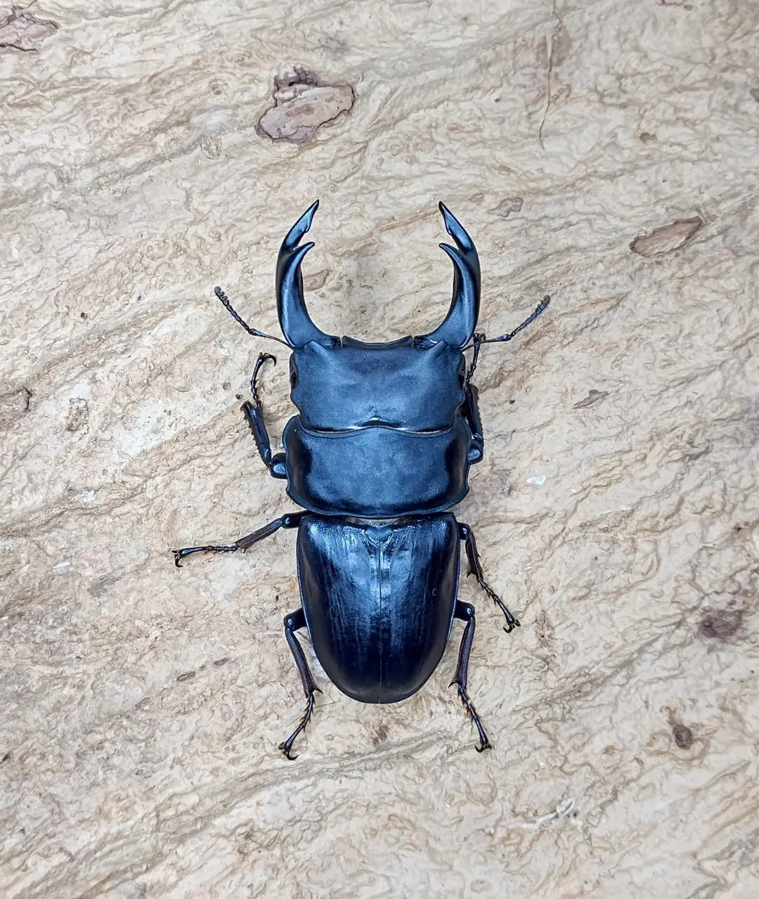 binodulosus - DORCUS Communications