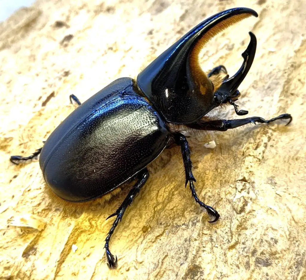 サタンオオカブトとネプチューンオオカブトのメスの見分け方 - DORCUS