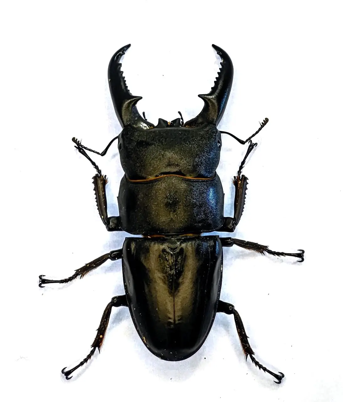 ヒラタ、チュウゴク - DORCUS Communications