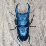 オオクワガタ愛好家必見！久留米・神埼・川西血統特集」 - DORCUS 