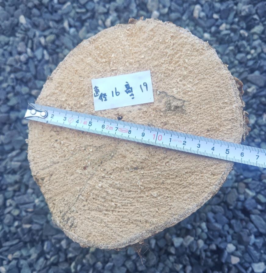 ブナ材 LLサイズ!