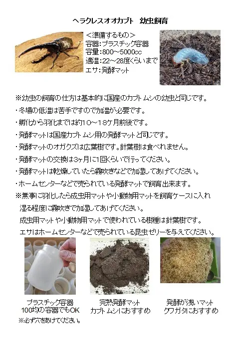 虫くじイベントで取り扱っている幼虫の飼育方法について - DORCUS
