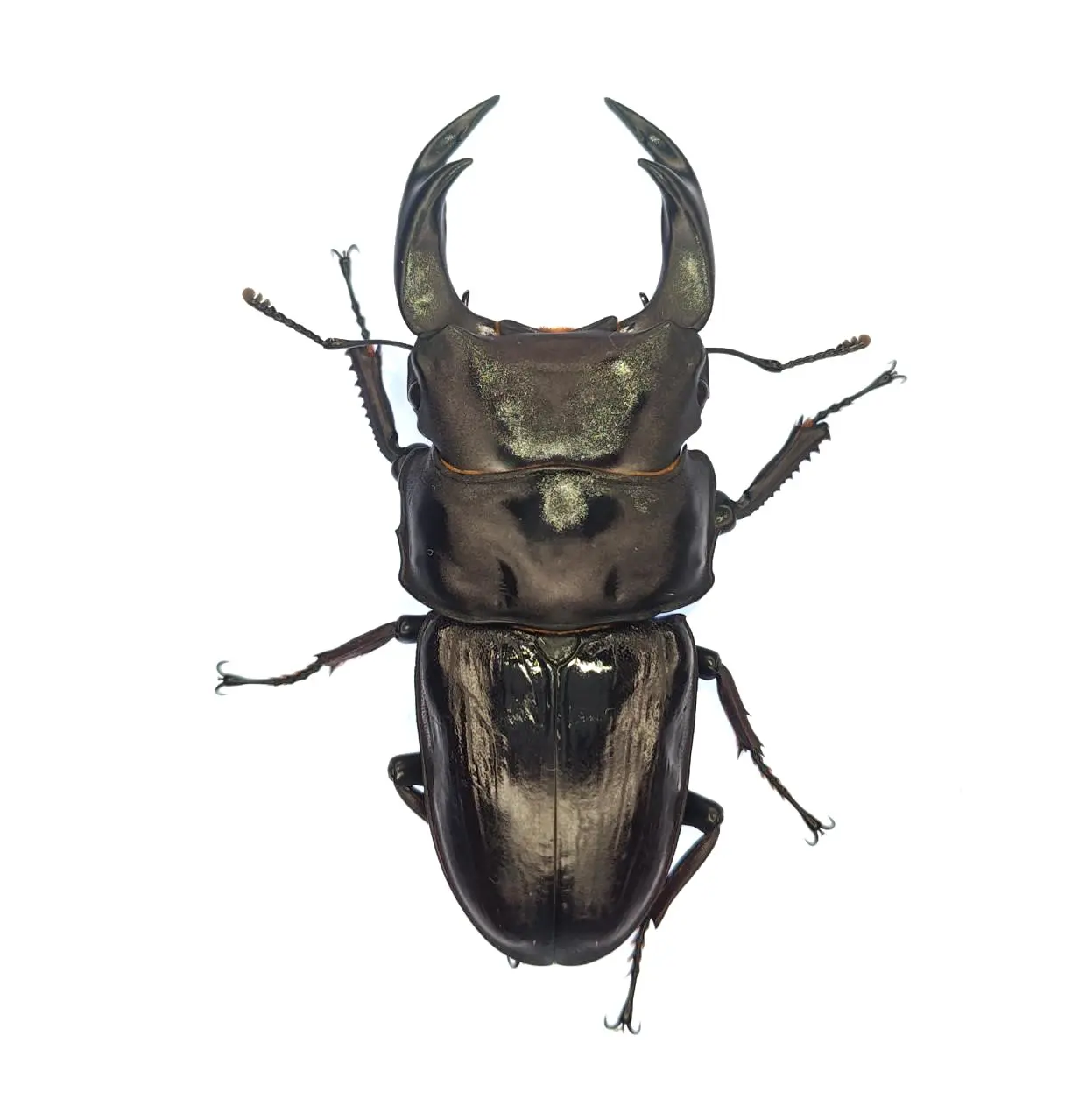 DORCUS Communications. – 佐賀県のクワガタ・カブトムシ専門店