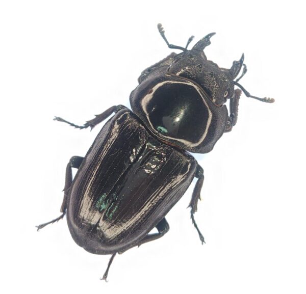 能勢ＹＧオオクワガタ　♀単品５４.２mm！（同腹兄妹幼虫40ｇup）