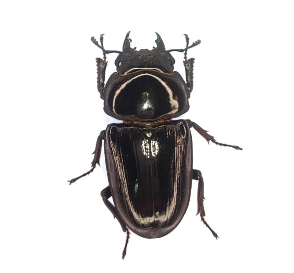 能勢産オオクワガタ　♀単品５４.７mm！