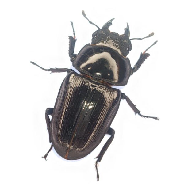 能勢ＹＧオオクワガタ　♀単品５３.４mm！（同腹兄妹幼虫40ｇup）a