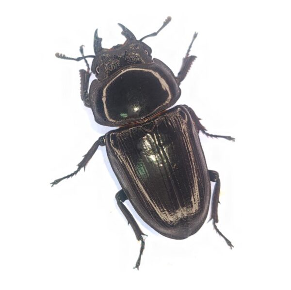 能勢ＹＧオオクワガタ　♀単品５３.４mm！（同腹兄妹幼虫40ｇup）b