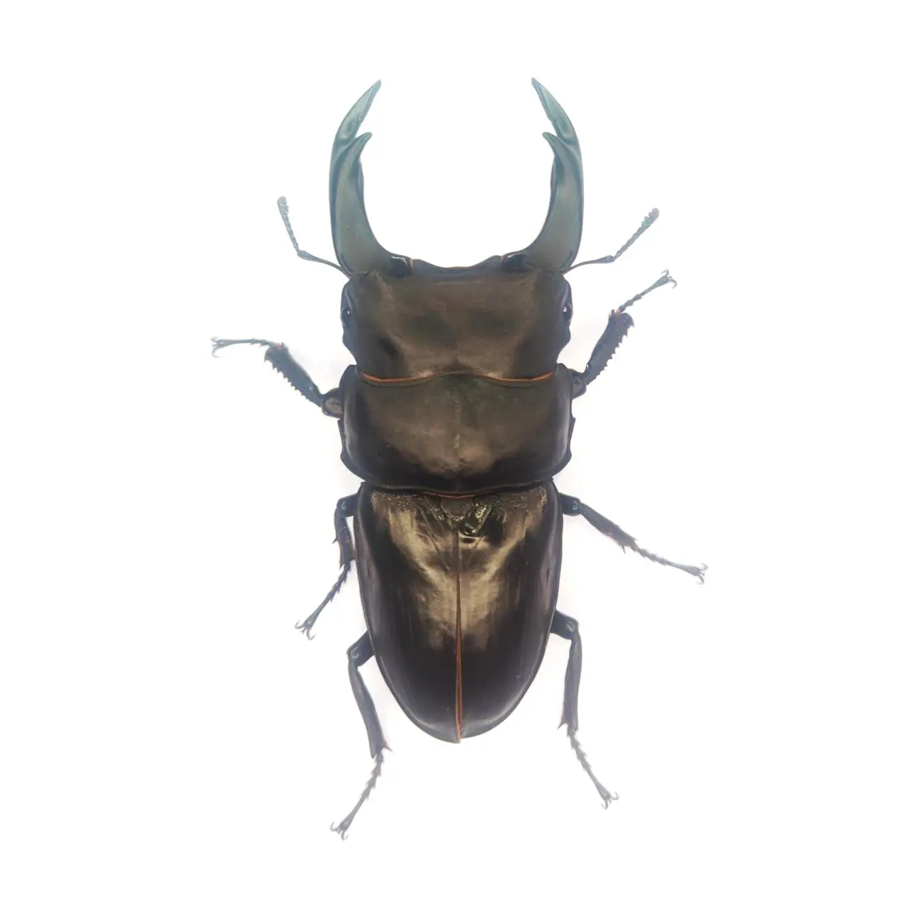 DORCUS Communications. – 佐賀県のクワガタ・カブトムシ専門店