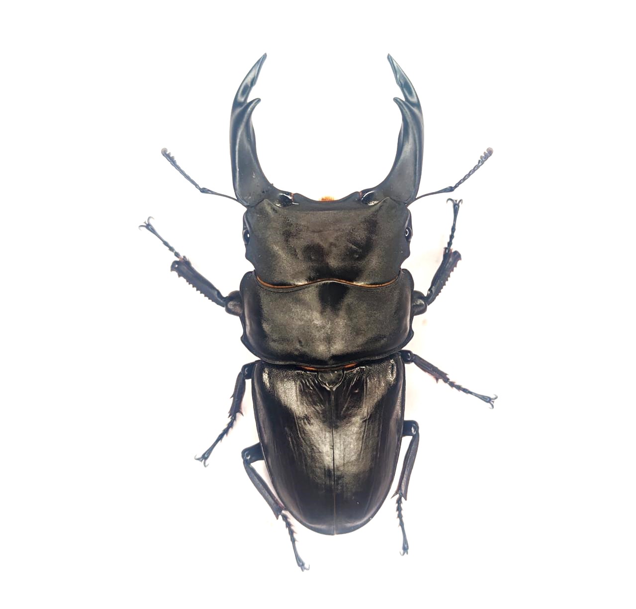 能勢SR産オオクワガタ 85.8mmペア！！ - DORCUS