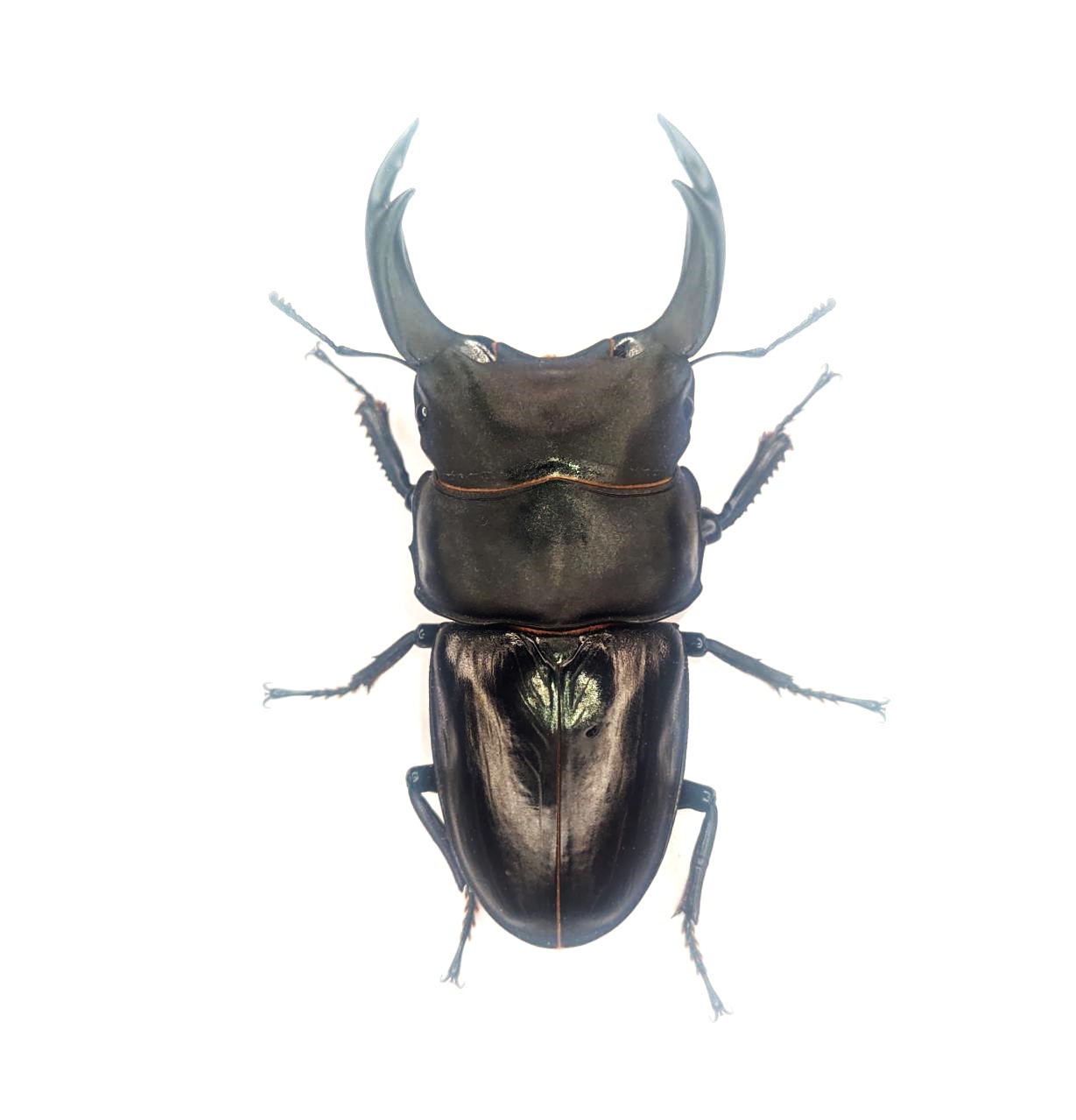 DORCUS Communications. – 佐賀県のクワガタ・カブトムシ専門店