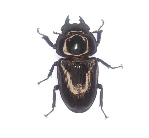 久留米市産オオクワガタ　♀単品５３.８mm！