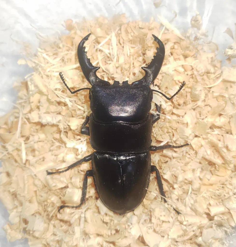 コガシラクワガタのペア【標本】 標本】コガシラクワガタ ペア 78.8