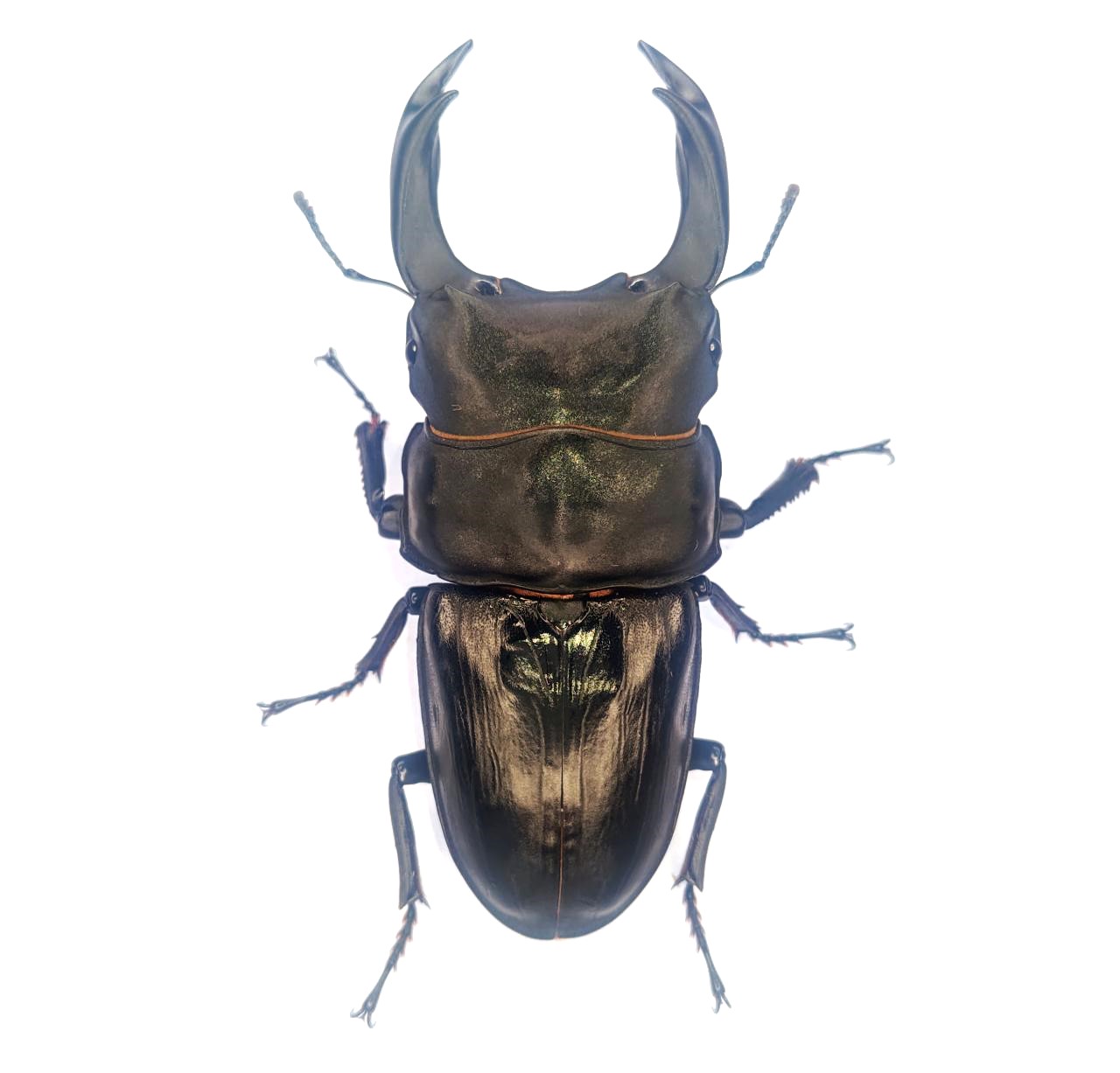 DORCUS Communications. – 佐賀県のクワガタ・カブトムシ専門店