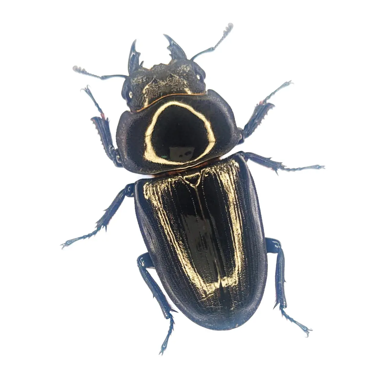 能勢SR産オオクワガタ 86.8mmペア！！ - DORCUS