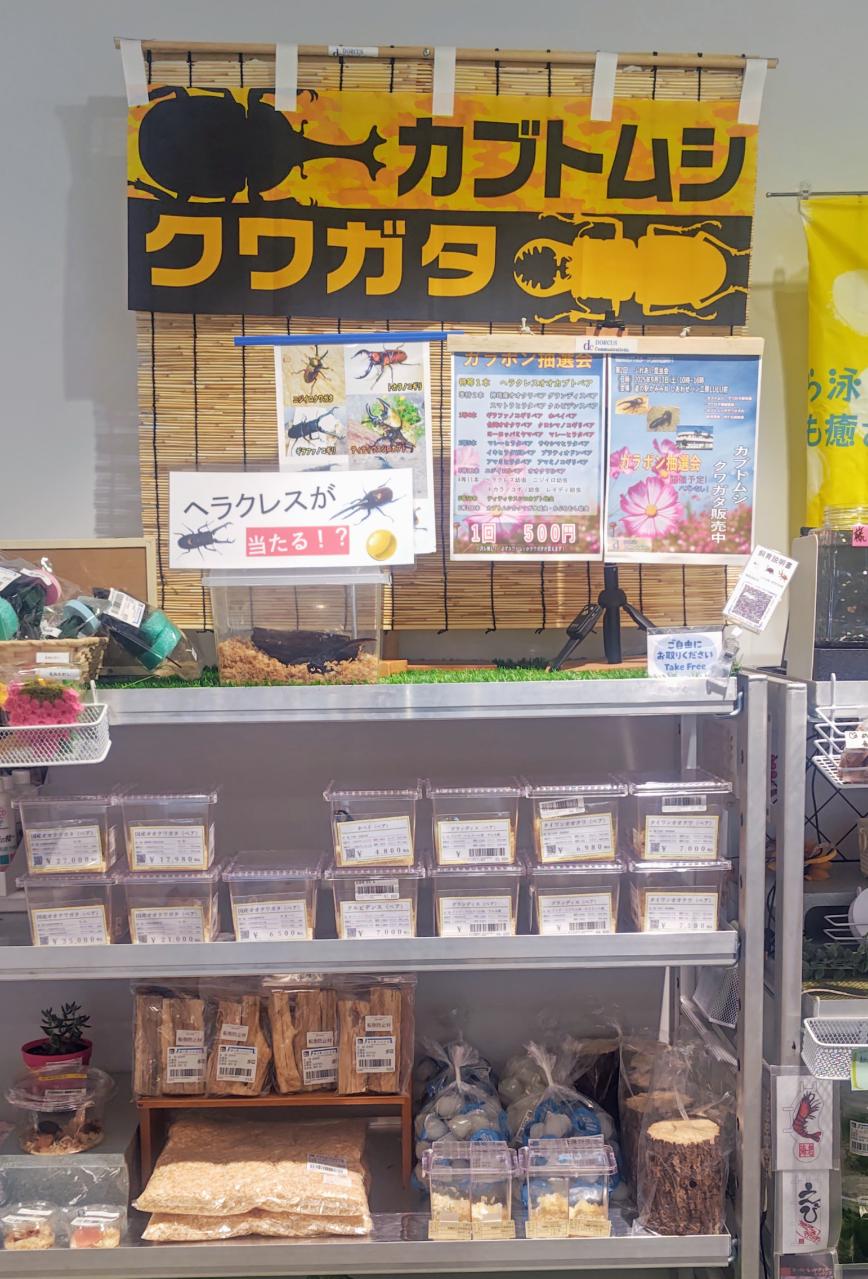 ９月１０日：道の駅かみみねさんへ　カブトムシとクワガタの入荷のおしらせ☆