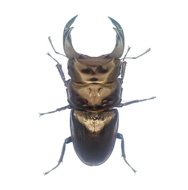 神埼産オオクワガタ 単品79.2mm！ - DORCUS Communications.