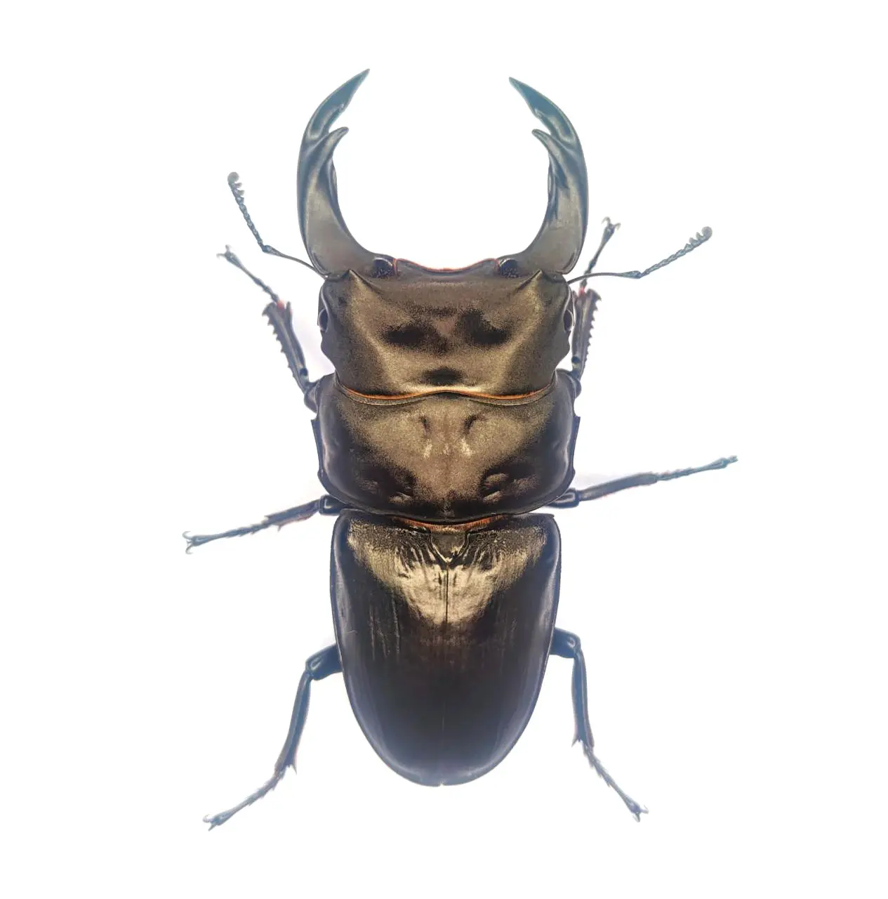 ITEMS - DORCUS Communications