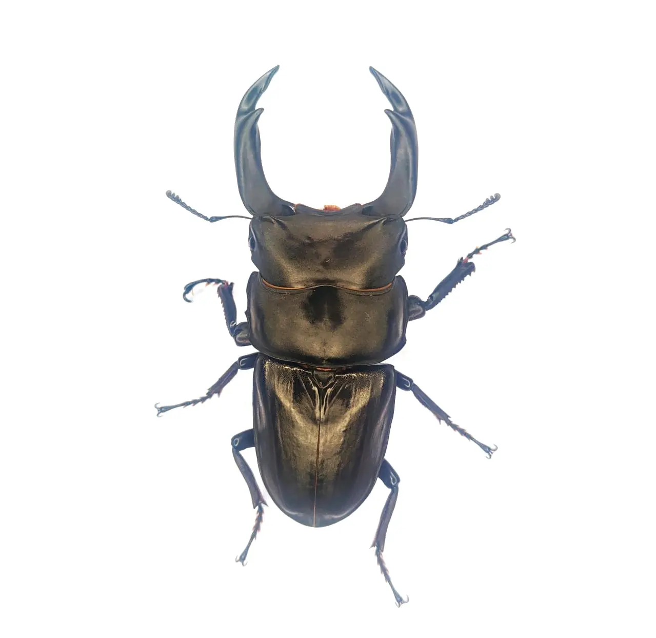 ガテマラ産　トルクメイウグイスロコガネ　23mm 3/25希少天然チベット南東部メトク産材割採集！ドルクスマクレイ各