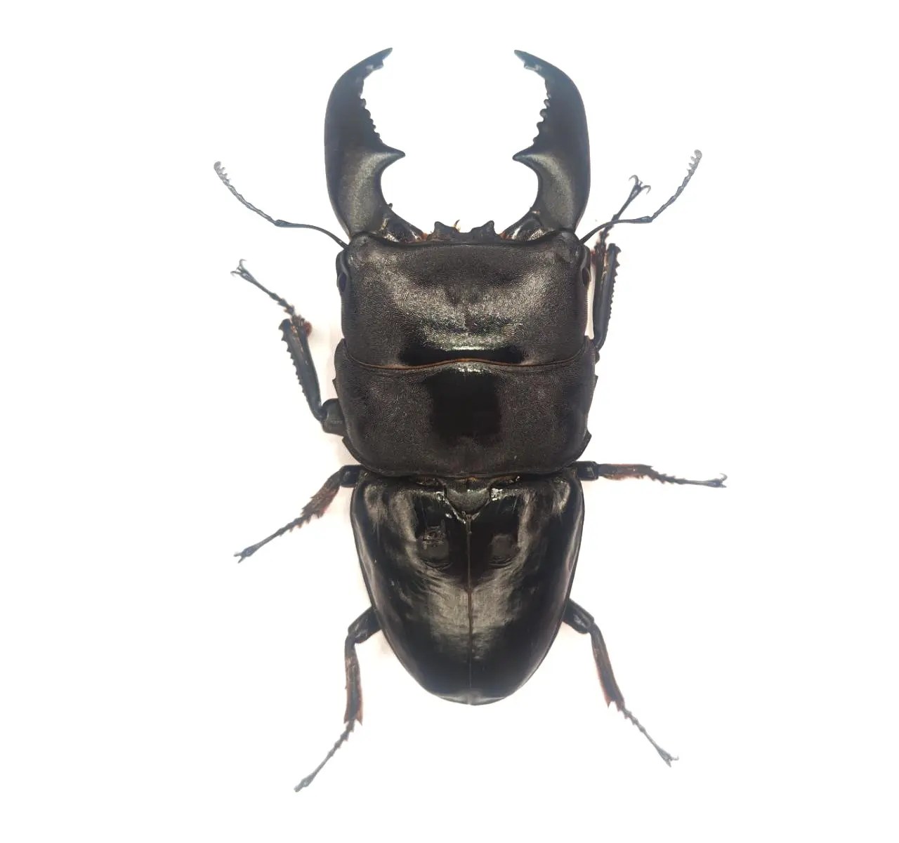 DORCUS Communications. – 佐賀県のクワガタ・カブトムシ専門店
