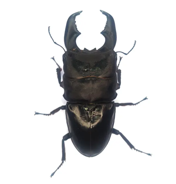 星羅様　　カタクリ GU公式 | 2WAYジレワンピース(ノースリーブ)RS+E