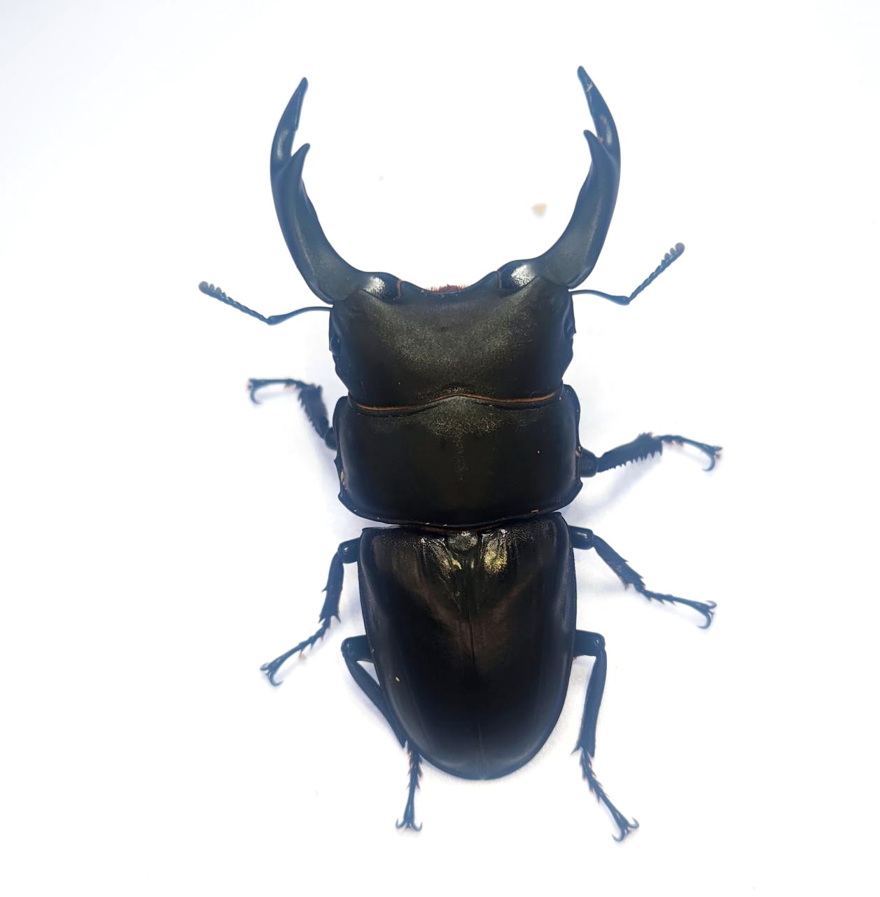 久留米市産オオクワガタ 77.8mmペア！ - DORCUS Communications