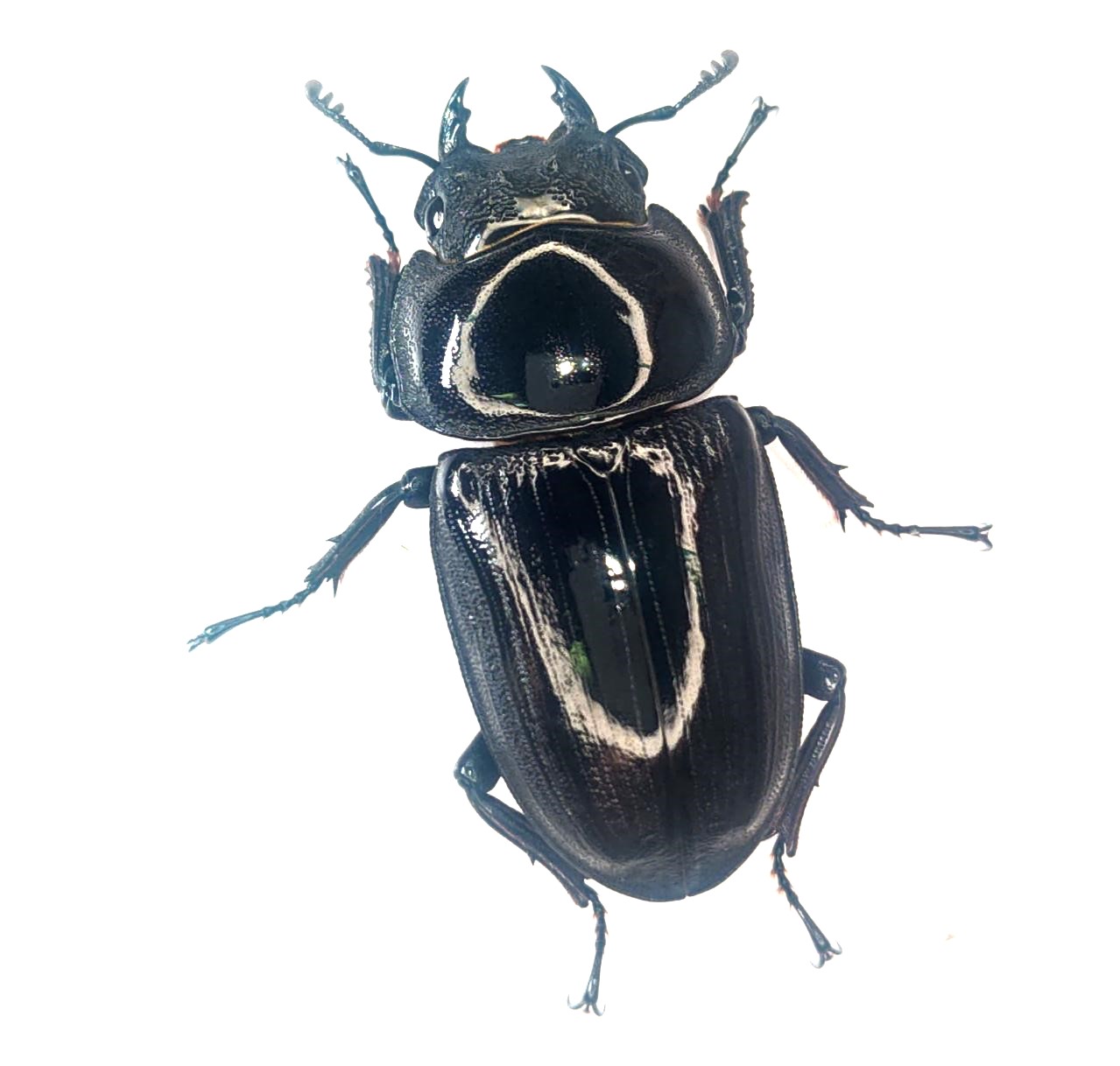 DORCUS Communications. – 佐賀県のクワガタ・カブトムシ専門店