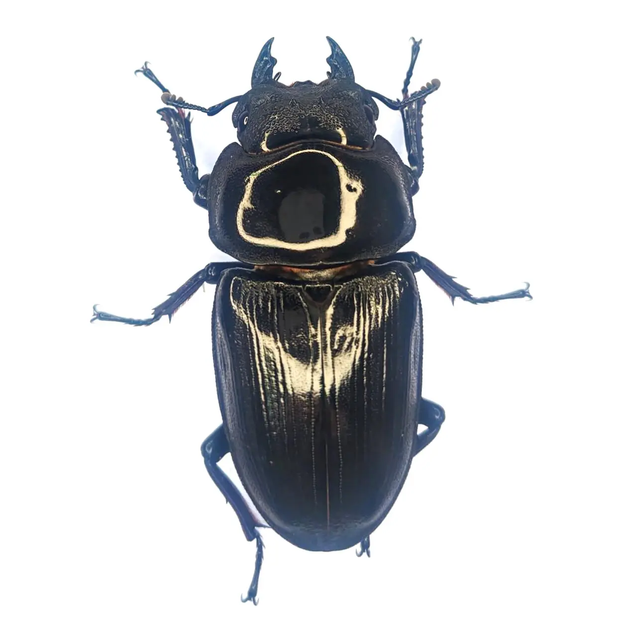 能勢SR血統オオクワガタ 86.8mmペア！ - DORCUS