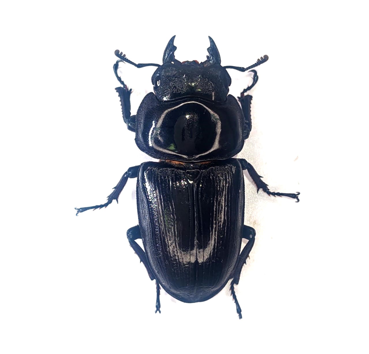 無垢なる雪華　ORP OGクルセイド 無垢なる雪華 ORP OGクルセイド 無垢なる雪華 ORP OGクルセイド