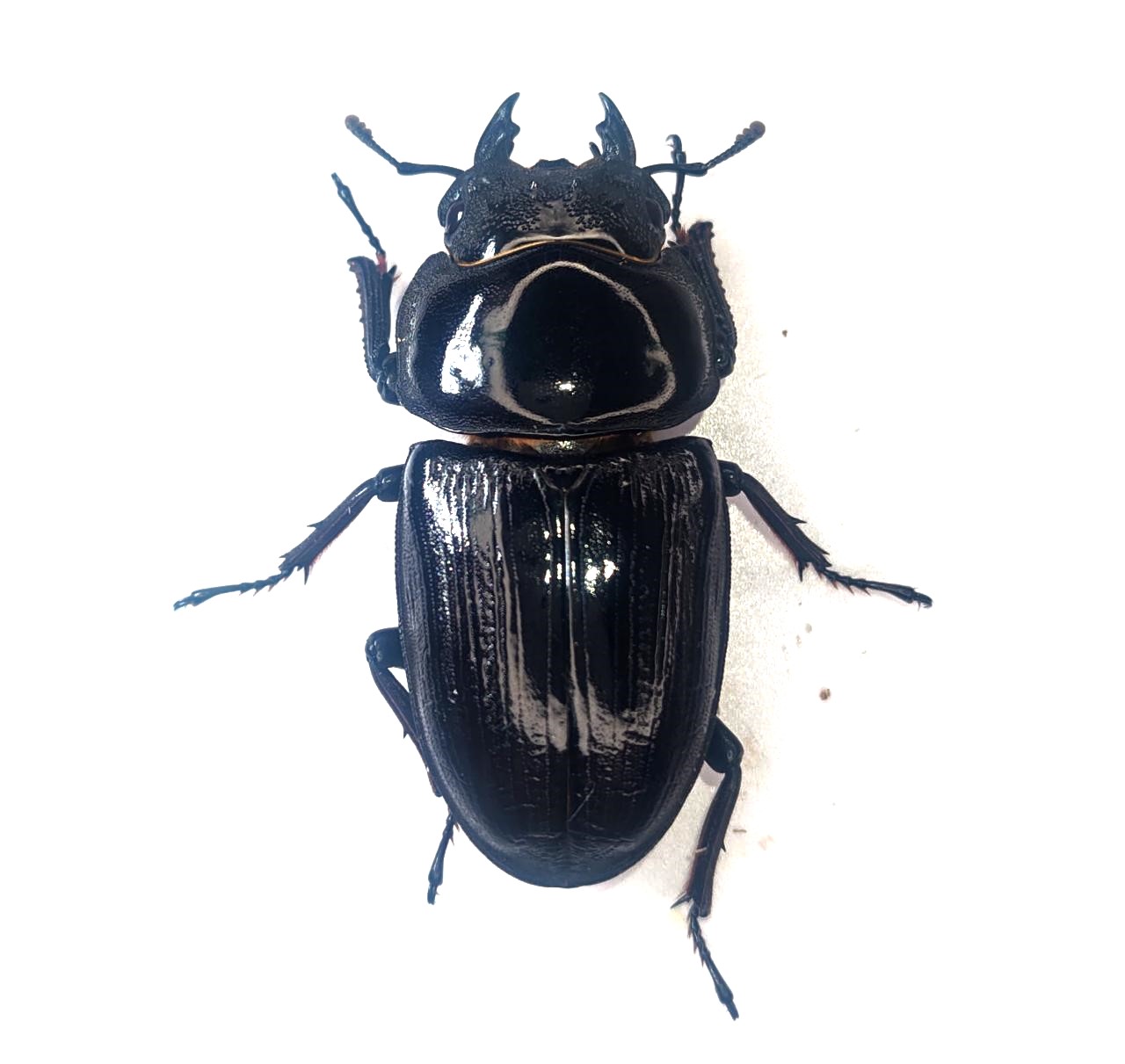 能勢産オオクワガタ ♂88.7 ♀56.2 標本用 オスメスペア オオクワガタ（能勢）81ミリ♂♀ペア No.9882 昆虫専門店 虫屋