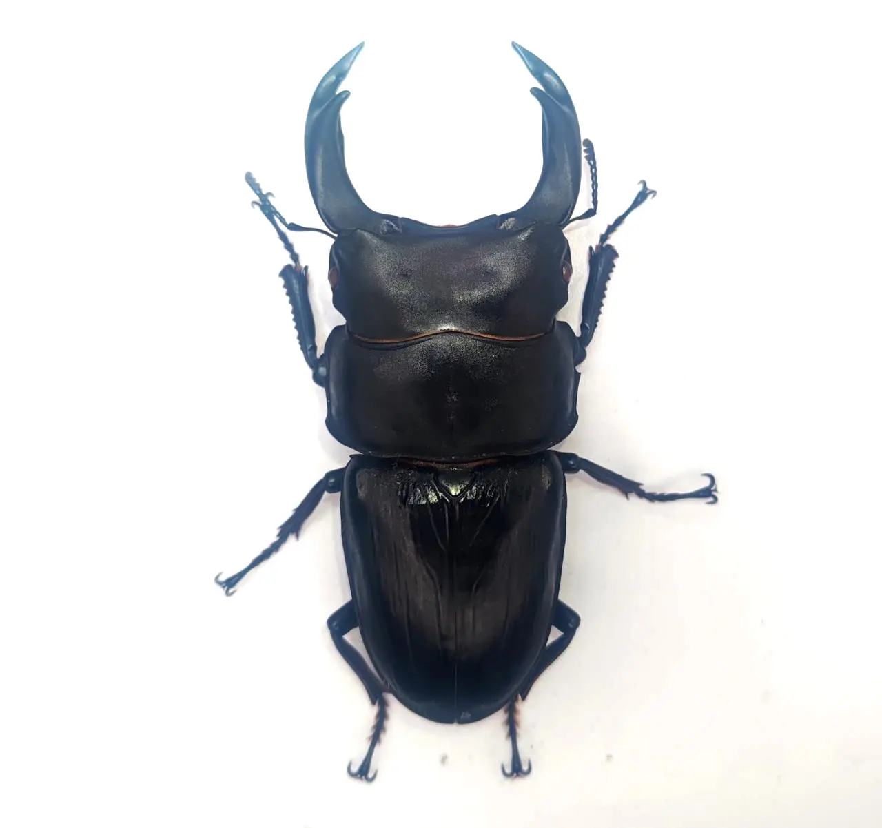 福岡県産オオクワガタ ♂78.5ミリ ♀50.4ミリ ペア 久留米市産オオクワガタ 83.3mmペア！ - DORCUS Communications