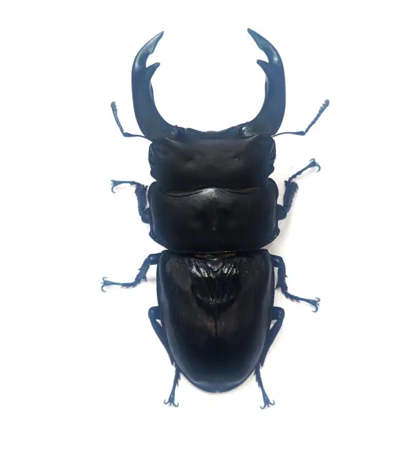 お話し中　オオクワガタ 神埼産オオクワガタ 81.5mmペア！ - DORCUS Communications