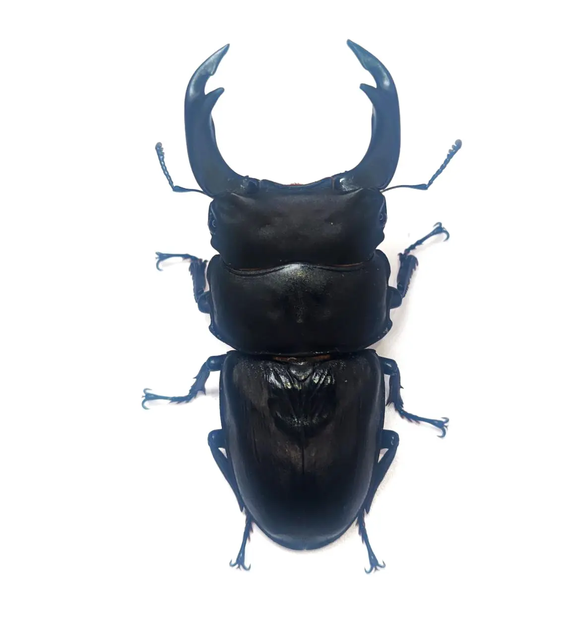 オオクワガタ　オス　5匹 国産オオクワガタ】オス（70mm～74mm台）・メス（サイズフリー） 1ペア