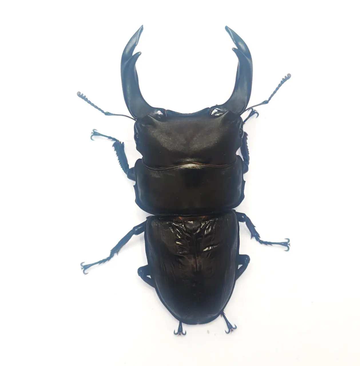 カミジョウオオクワ 63.7mmペア！ - DORCUS Communications