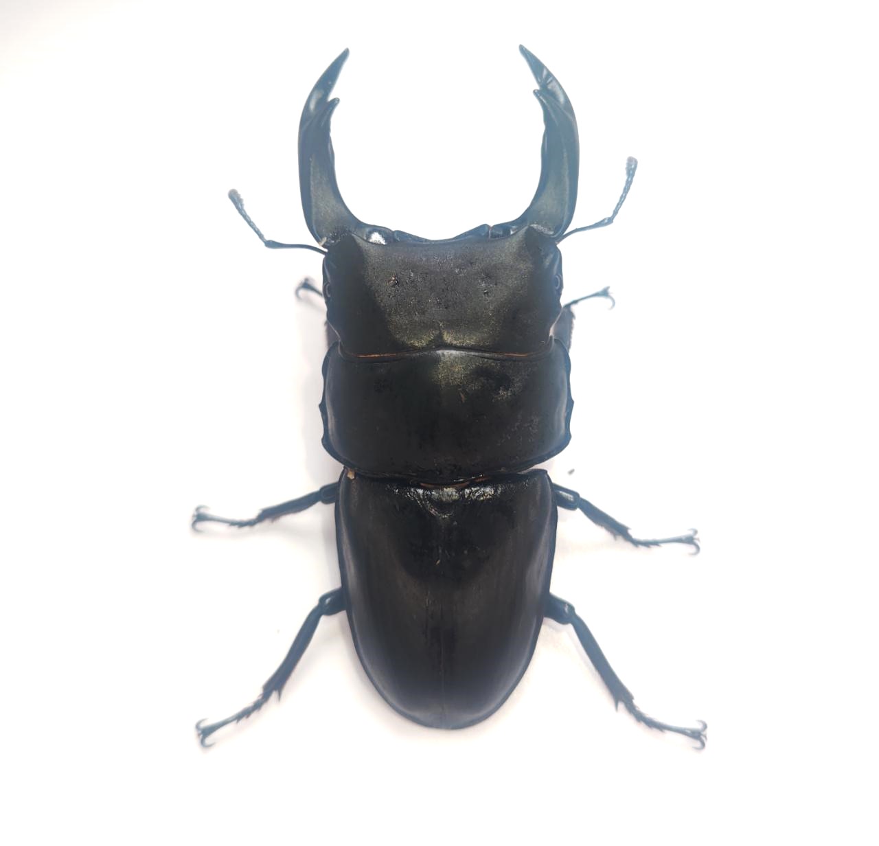 能勢産オオクワガタ 87.2mmペア！ - DORCUS Communications