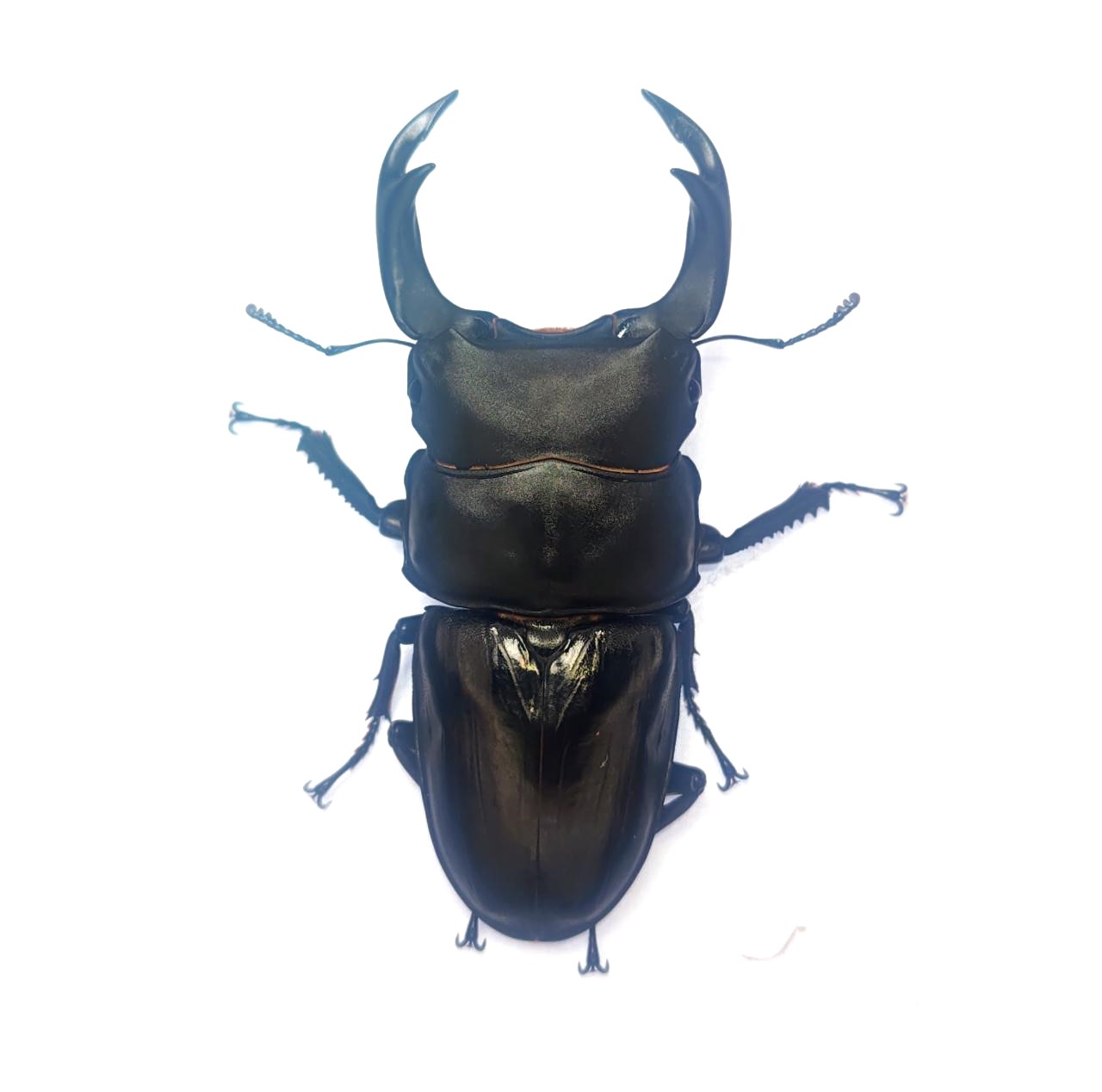 能勢SR血統オオクワガタ 82.0mmペア！ - DORCUS Communications