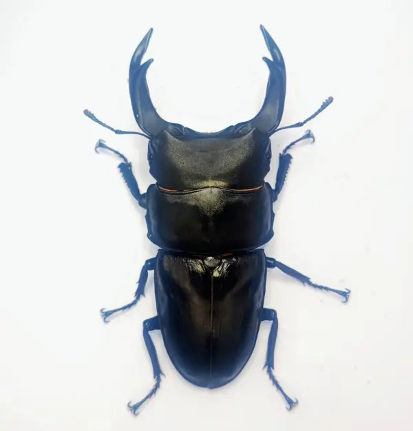 能勢SR血統オオクワガタ 86.4mmペア！ - DORCUS Communications