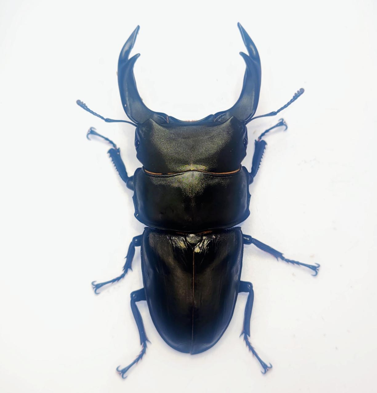 能勢SR血統オオクワガタ 86.4mmペア！ - DORCUS Communications