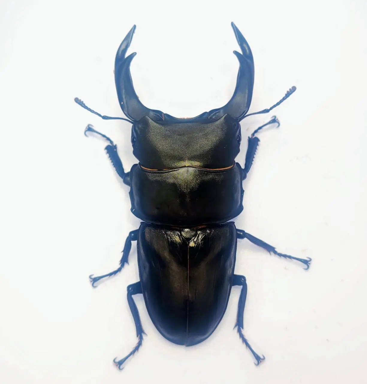 ITEMS - DORCUS Communications