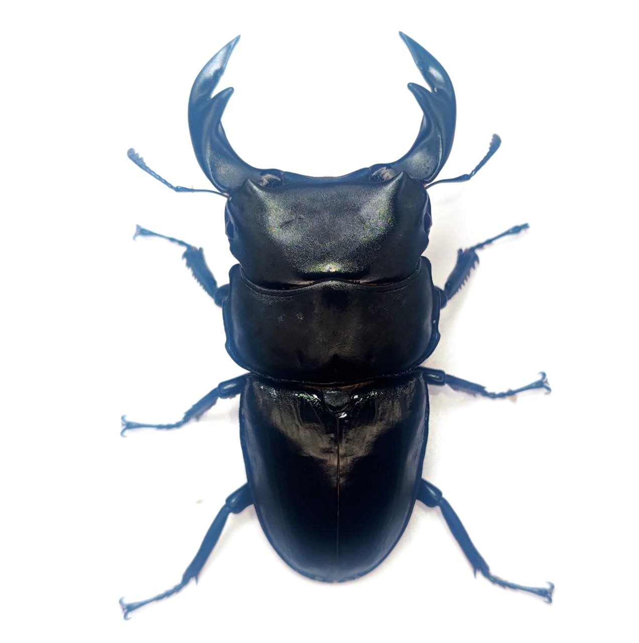 ITEMS - DORCUS Communications