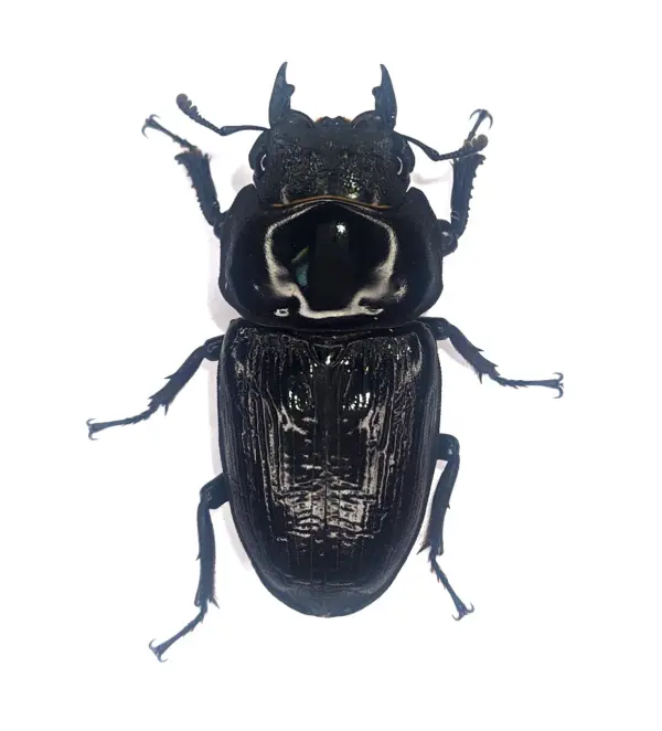 久留米市産オオクワガタ 55.4mm メス単品！ - DORCUS Communications