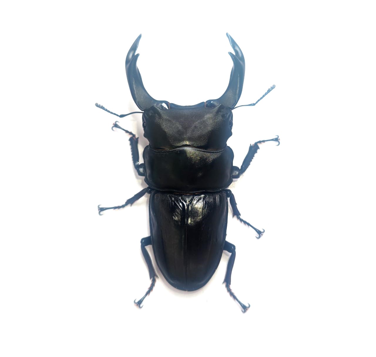 久留米市産オオクワガタ 79.5mmペア!