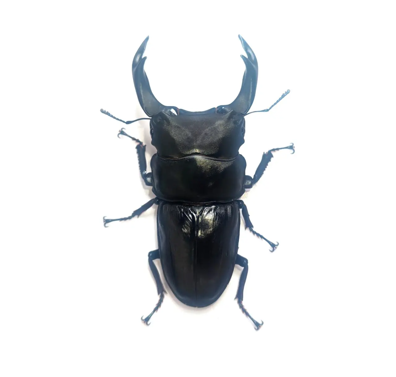 久留米市産オオクワガタ Dorcus黒王 国産久留米産オオクワガタ 
