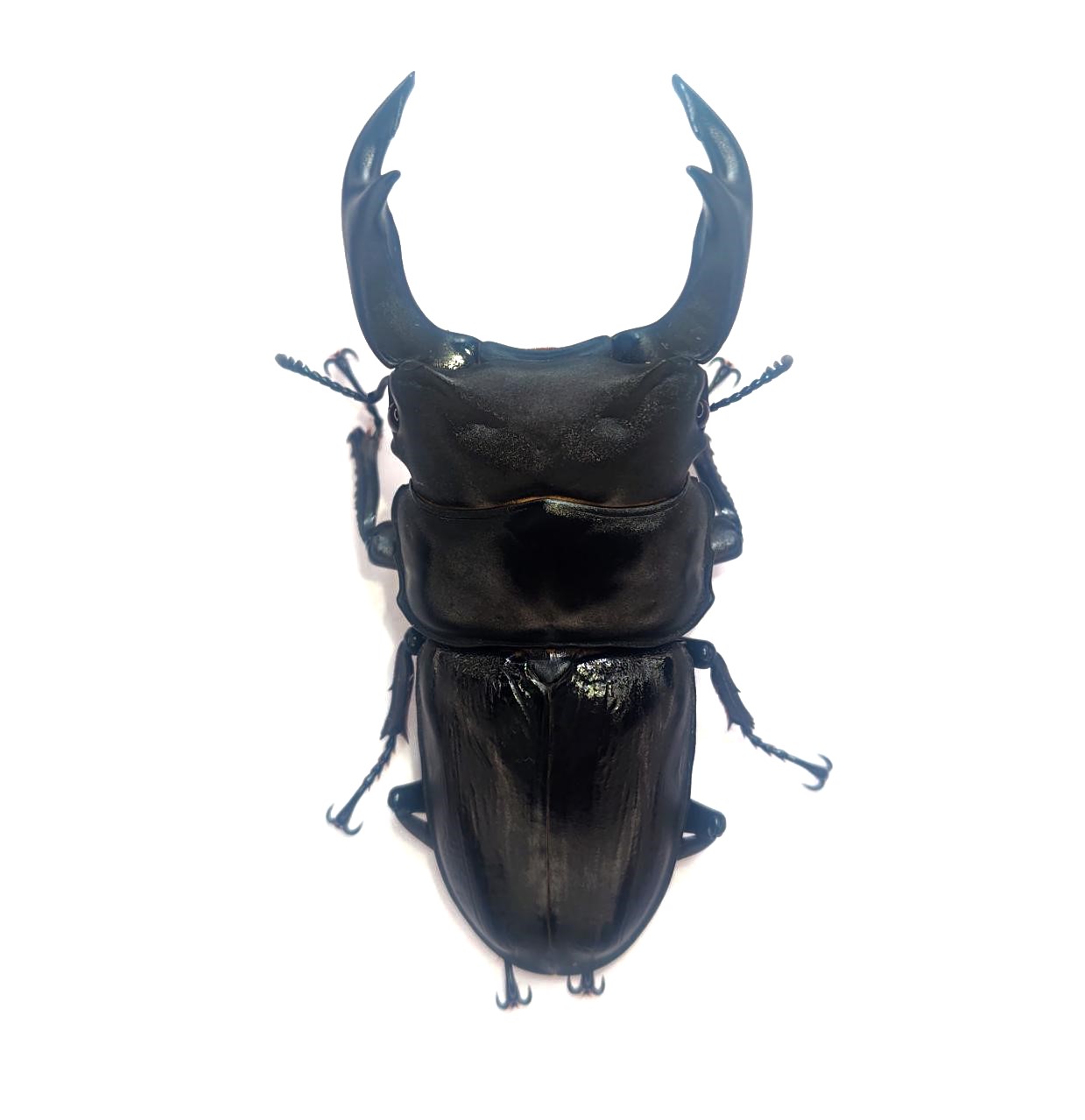 久留米市産オオクワガタ 80.0mmペア!