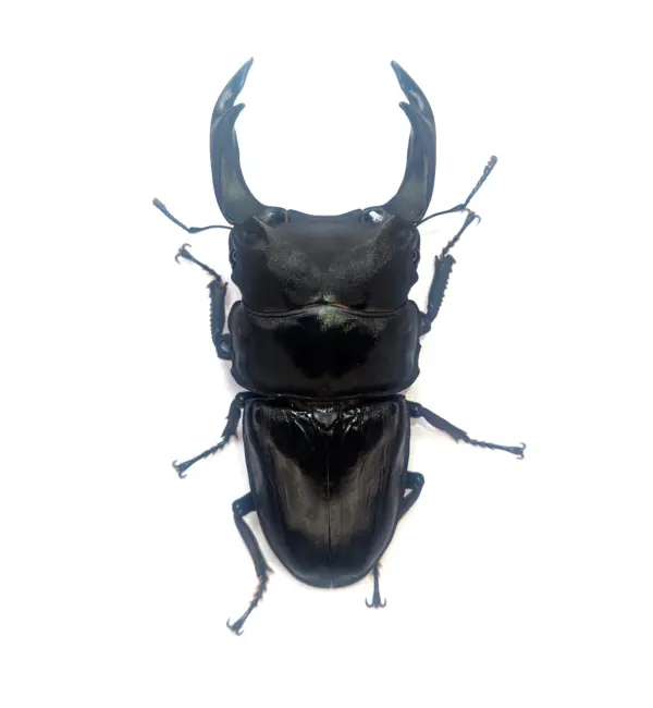 久留米市産オオクワガタ 83.3mmペア！ - DORCUS Communications