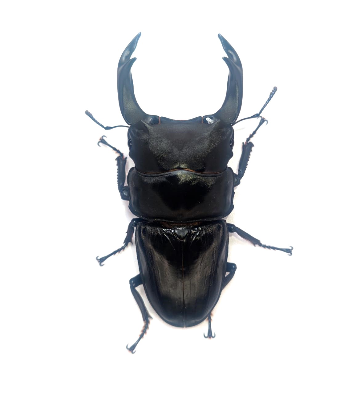 久留米市産オオクワガタ 83.3mmペア!