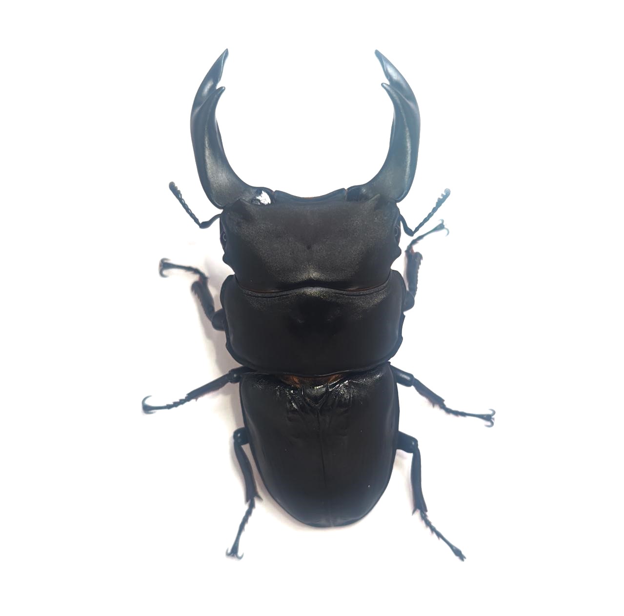 久留米市産オオクワガタ 85.3mmペア!