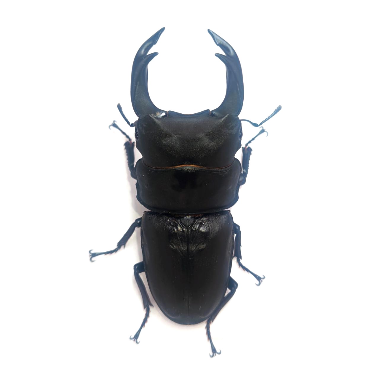 久留米市産オオクワガタ 86.0mmペア!