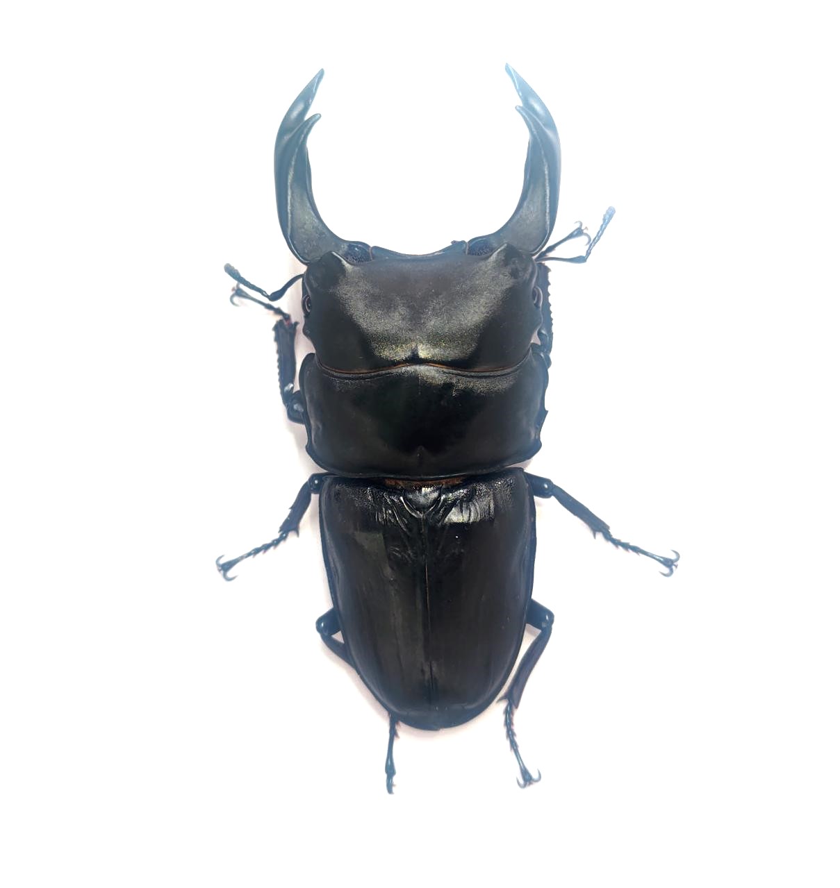 久留米市産オオクワガタ 86.7mmペア!