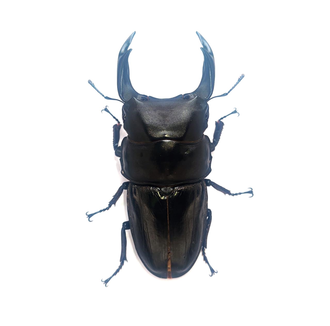 能勢産オオクワガタ オス単品88.1mm!訳アリ