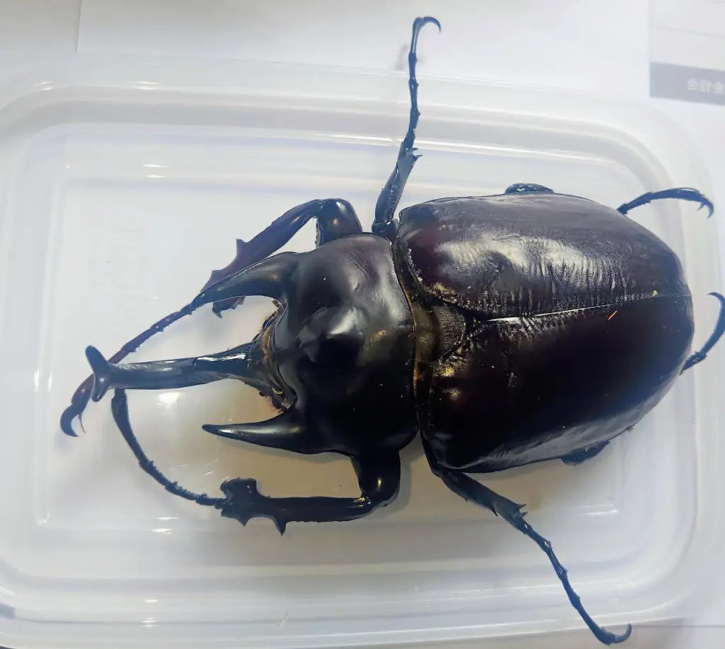 ☆カブトムシやクワガタの飼育で毎日の出来事♪ - DORCUS Communications